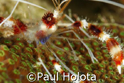 A Banded Coral shrimp's well armored body protects it fro... by Paul Holota 